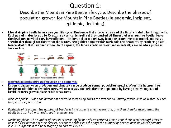 Question 1: Describe the Mountain Pine Beetle life cycle. Describe the phases of population