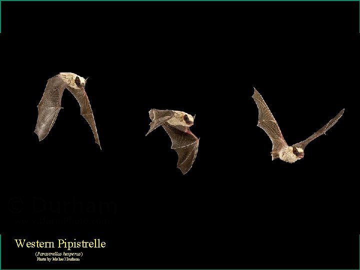 (Western Pipistrelle (Parastrellus hesperus) Photo by Michael Durham 
