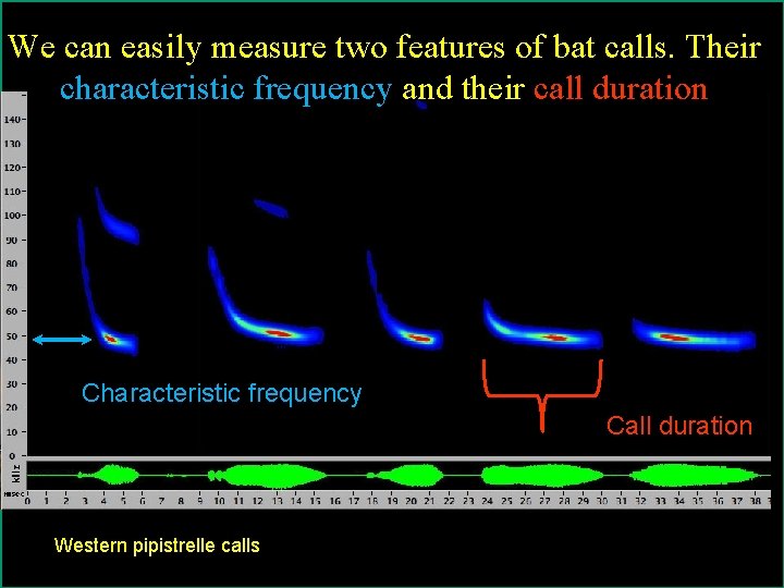 We can easily measure two features of bat calls. Their characteristic frequency and their