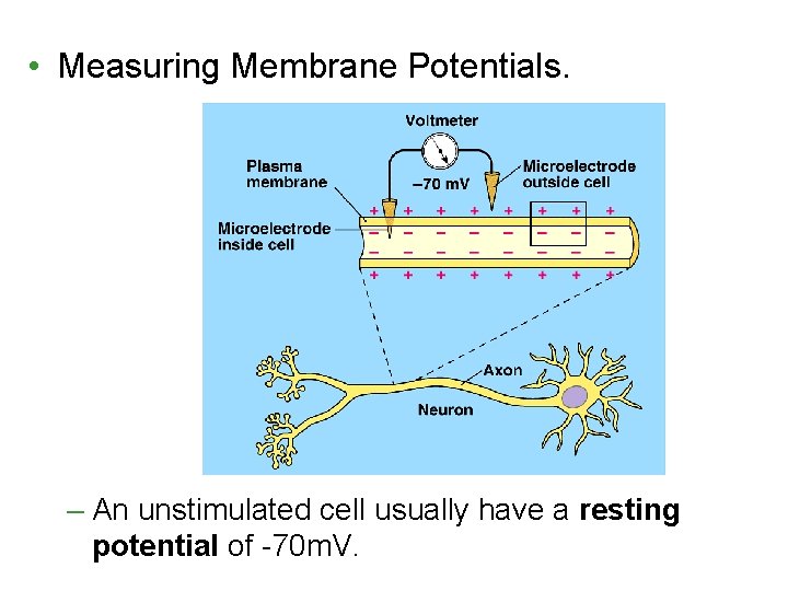  • Measuring Membrane Potentials. – An unstimulated cell usually have a resting potential