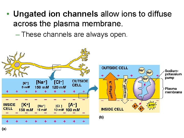  • Ungated ion channels allow ions to diffuse across the plasma membrane. –