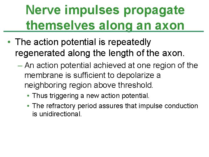 Nerve impulses propagate themselves along an axon • The action potential is repeatedly regenerated
