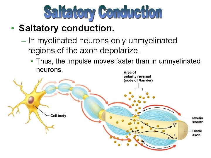  • Saltatory conduction. – In myelinated neurons only unmyelinated regions of the axon