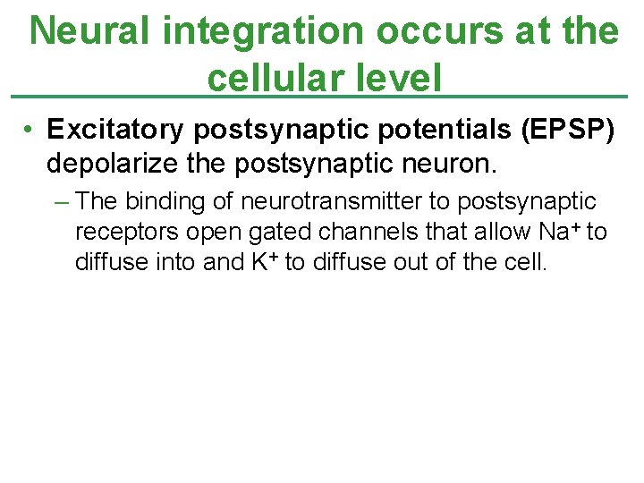 Neural integration occurs at the cellular level • Excitatory postsynaptic potentials (EPSP) depolarize the