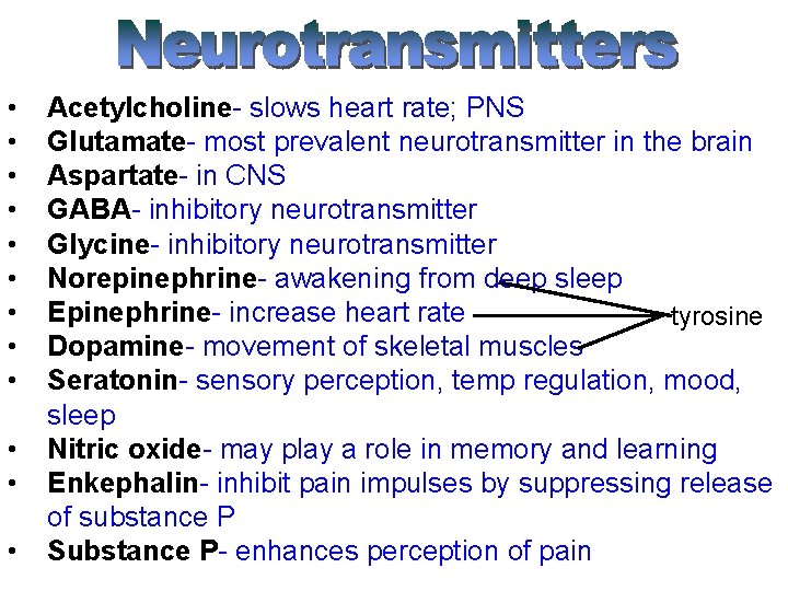  • • • Acetylcholine- slows heart rate; PNS Glutamate- most prevalent neurotransmitter in