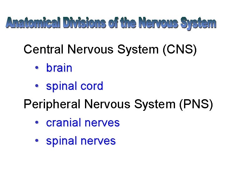 Central Nervous System (CNS) • brain • spinal cord Peripheral Nervous System (PNS) •