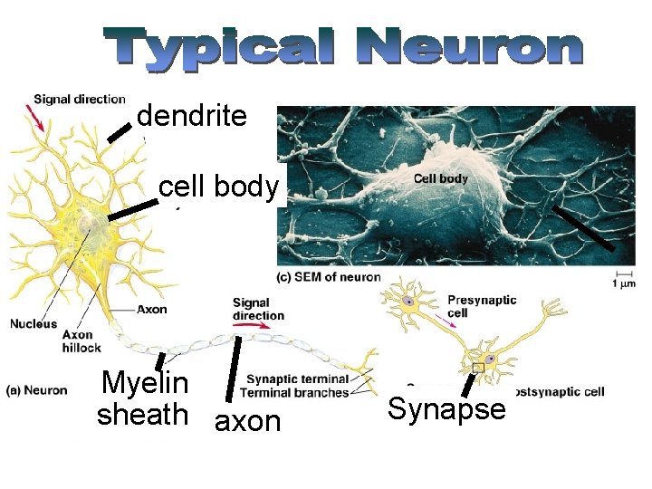 dendrite cell body Myelin sheath axon Synapse 