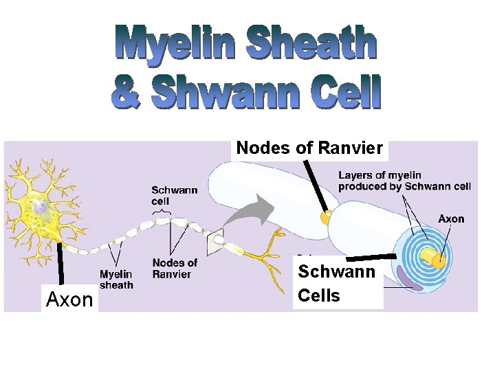 Nodes of Ranvier Axon Schwann Cells 