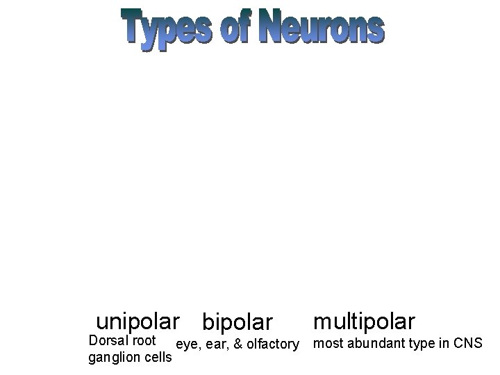 unipolar bipolar Dorsal root eye, ear, & olfactory ganglion cells multipolar most abundant type