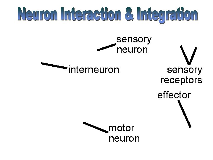 sensory neuron interneuron motor neuron sensory receptors effector 