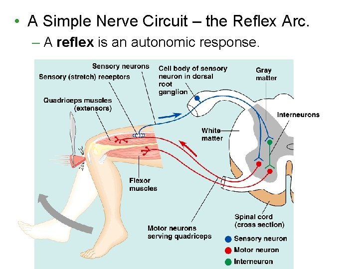  • A Simple Nerve Circuit – the Reflex Arc. – A reflex is