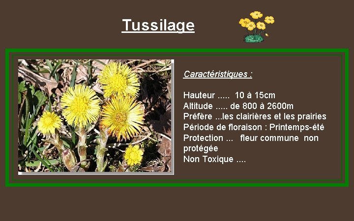 Tussilage Caractéristiques : Hauteur. . . 10 à 15 cm Altitude. . . de