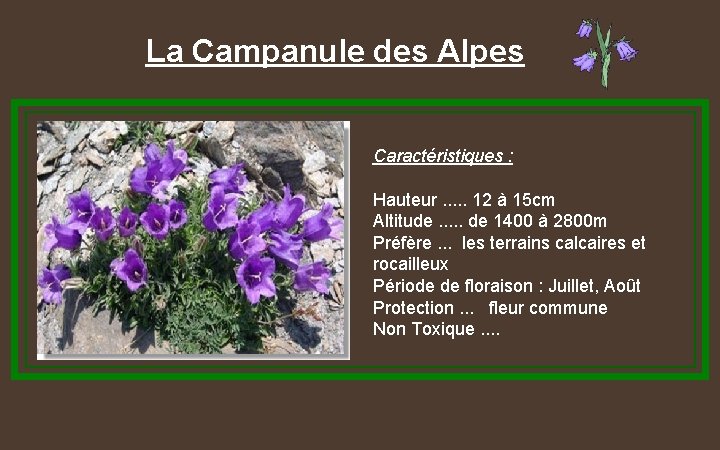 La Campanule des Alpes Caractéristiques : Hauteur. . . 12 à 15 cm Altitude.