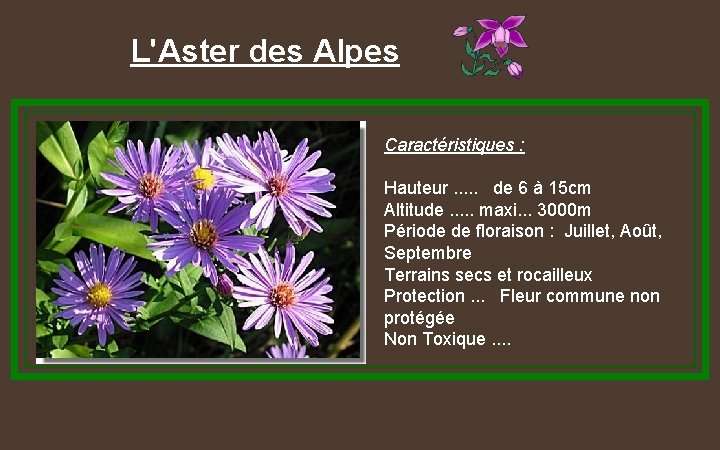 L'Aster des Alpes Caractéristiques : Hauteur. . . de 6 à 15 cm Altitude.