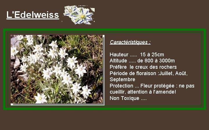 L'Edelweiss Caractéristiques : Hauteur. . . 15 à 25 cm Altitude. . . de