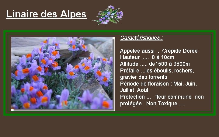 Linaire des Alpes Caractéristiques : Appelée aussi. . . Crépide Dorée Hauteur. . .