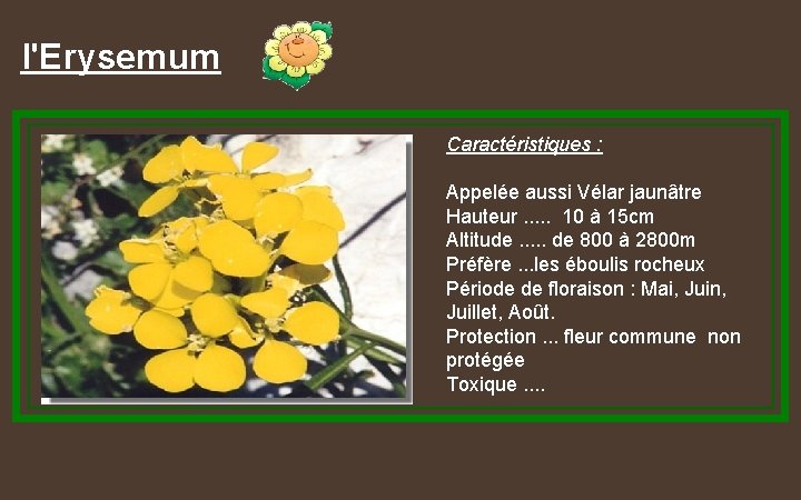 l'Erysemum Caractéristiques : Appelée aussi Vélar jaunâtre Hauteur. . . 10 à 15 cm