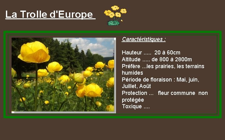 La Trolle d'Europe Caractéristiques : Hauteur. . . 20 à 60 cm Altitude. .