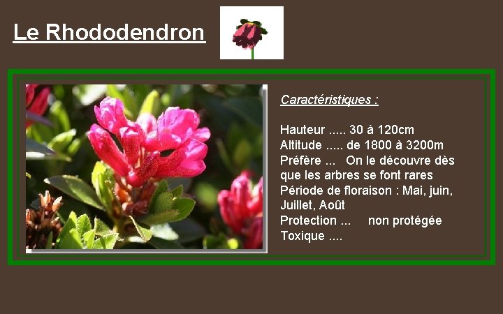 Le Rhododendron Caractéristiques : Hauteur. . . 30 à 120 cm Altitude. . .