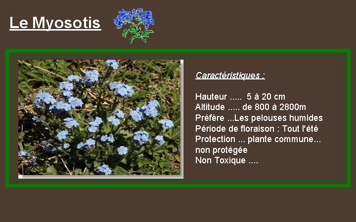 Le Myosotis Caractéristiques : Hauteur. . . 5 à 20 cm Altitude. . .