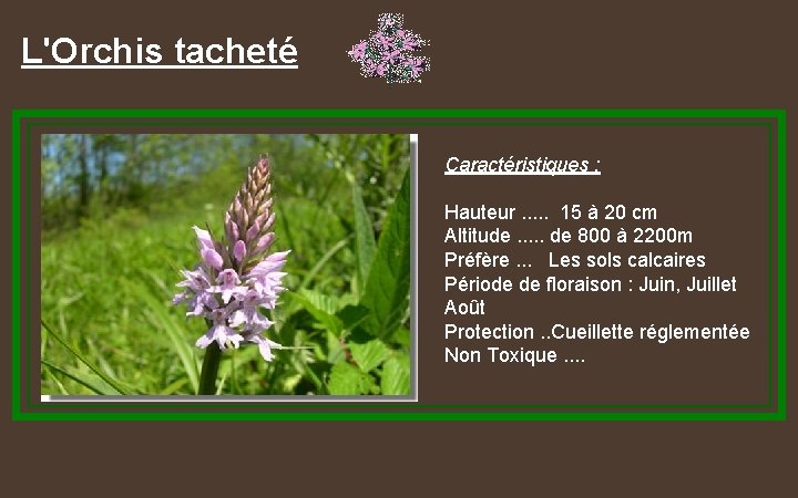 L'Orchis tacheté Caractéristiques : Hauteur. . . 15 à 20 cm Altitude. . .