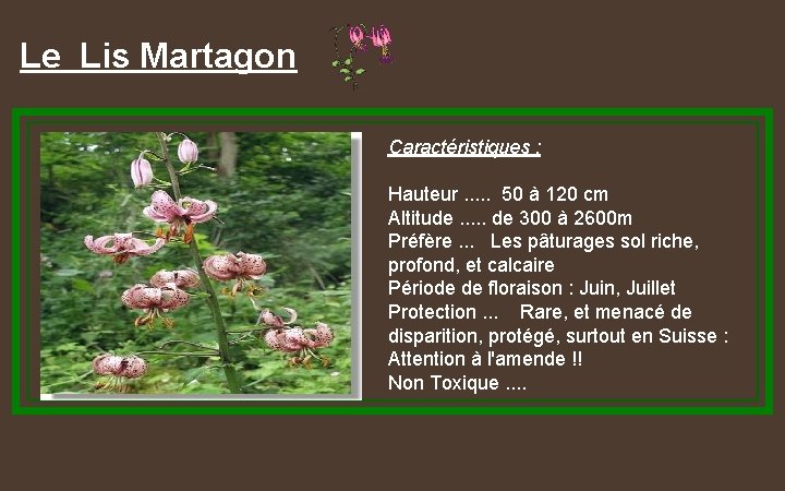 Le Lis Martagon Caractéristiques : Hauteur. . . 50 à 120 cm Altitude. .