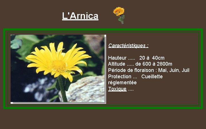 L'Arnica Caractéristiques : Hauteur. . . 20 à 40 cm Altitude. . . de