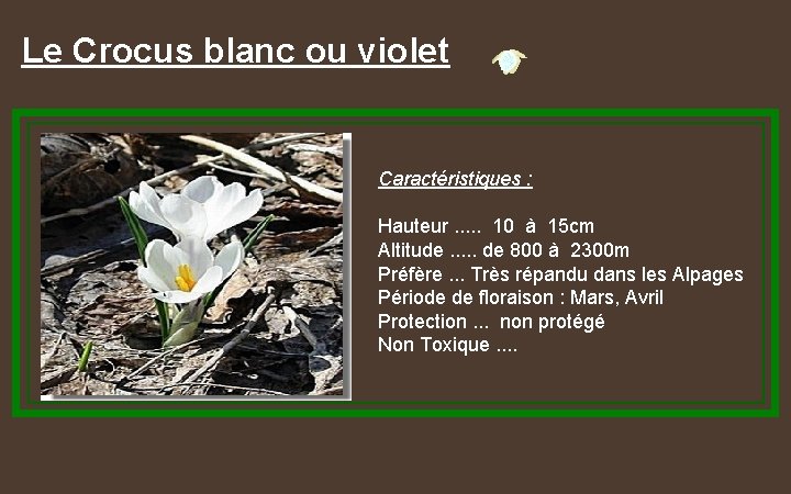 Le Crocus blanc ou violet Caractéristiques : Hauteur. . . 10 à 15 cm