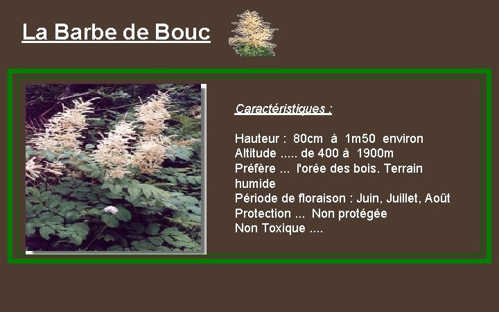 La Barbe de Bouc Caractéristiques : Hauteur : 80 cm à 1 m 50