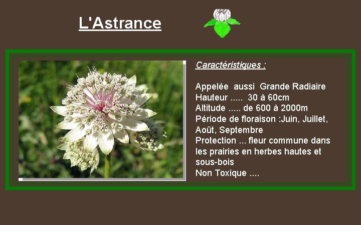 L'Astrance Caractéristiques : Appelée aussi Grande Radiaire Hauteur. . . 30 à 60 cm