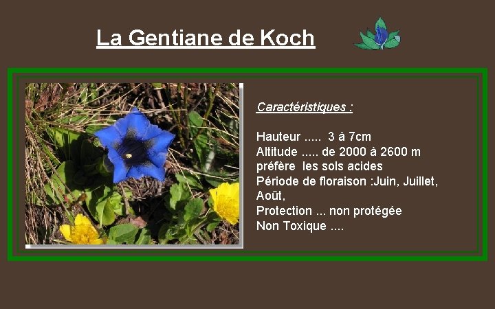 La Gentiane de Koch Caractéristiques : Hauteur. . . 3 à 7 cm Altitude.