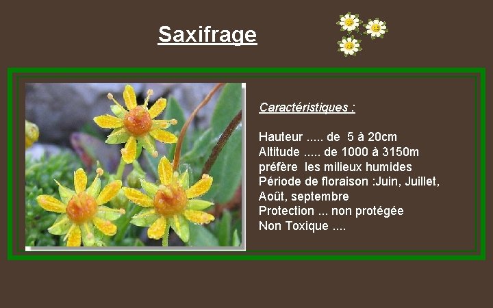 Saxifrage Caractéristiques : Hauteur. . . de 5 à 20 cm Altitude. . .