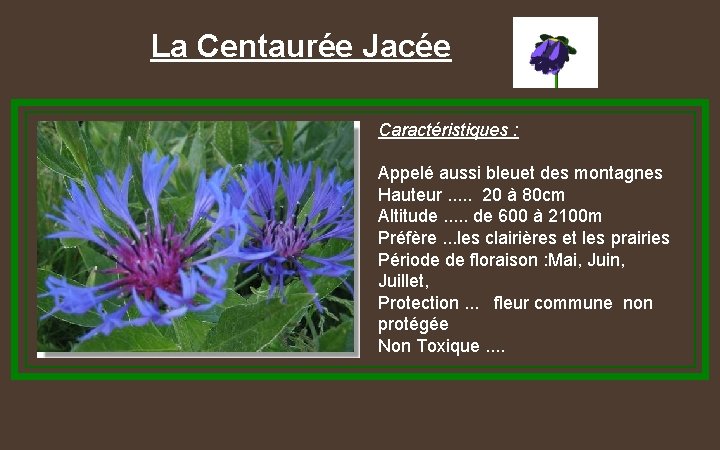 La Centaurée Jacée Caractéristiques : Appelé aussi bleuet des montagnes Hauteur. . . 20