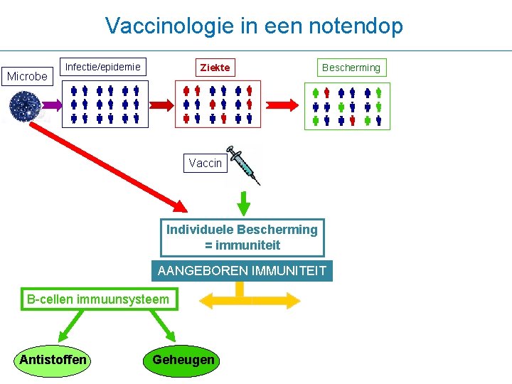 Vaccinologie in een notendop Microbe Infectie/epidemie Ziekte Bescherming Vaccin Individuele Bescherming = immuniteit AANGEBOREN
