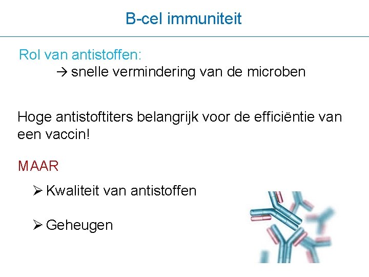 B-cel immuniteit Rol van antistoffen: snelle vermindering van de microben Hoge antistoftiters belangrijk voor