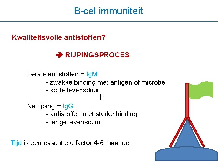 B-cel immuniteit Kwaliteitsvolle antistoffen? RIJPINGSPROCES Eerste antistoffen = Ig. M - zwakke binding met