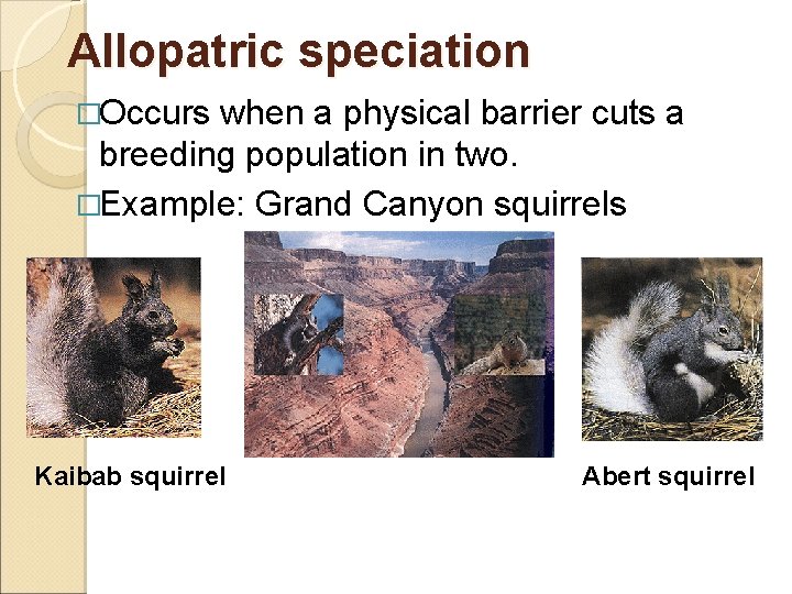 Allopatric speciation �Occurs when a physical barrier cuts a breeding population in two. �Example: