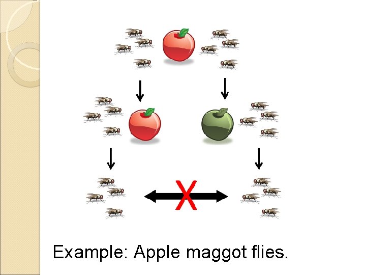 Example: Apple maggot flies. 