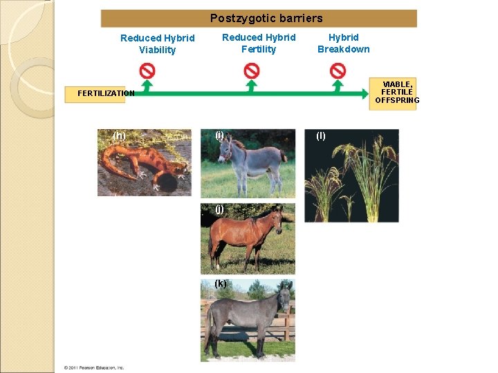 Postzygotic barriers Reduced Hybrid Viability Reduced Hybrid Fertility Hybrid Breakdown VIABLE, FERTILE OFFSPRING FERTILIZATION