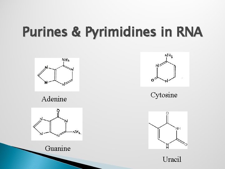 Purines & Pyrimidines in RNA Adenine Cytosine Guanine Uracil 