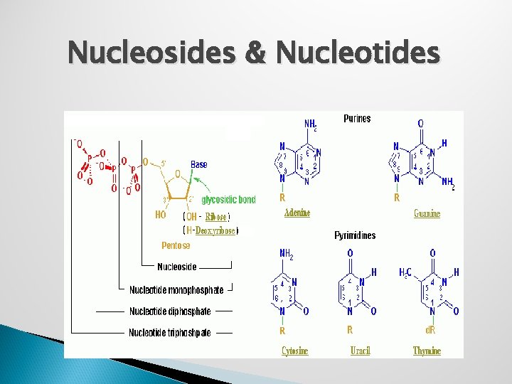 Nucleosides & Nucleotides 