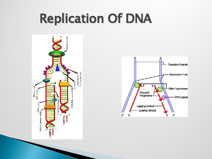 Replication Of DNA 