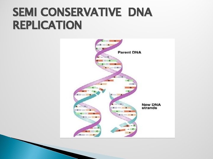 SEMI CONSERVATIVE DNA REPLICATION 