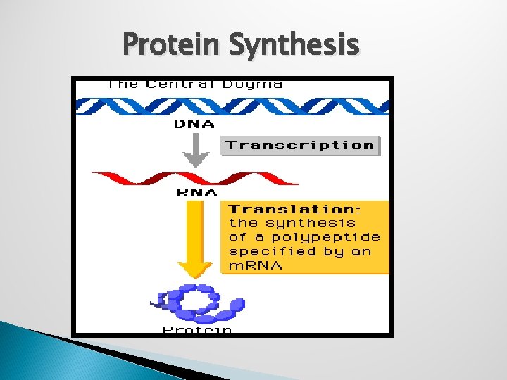 Protein Synthesis 