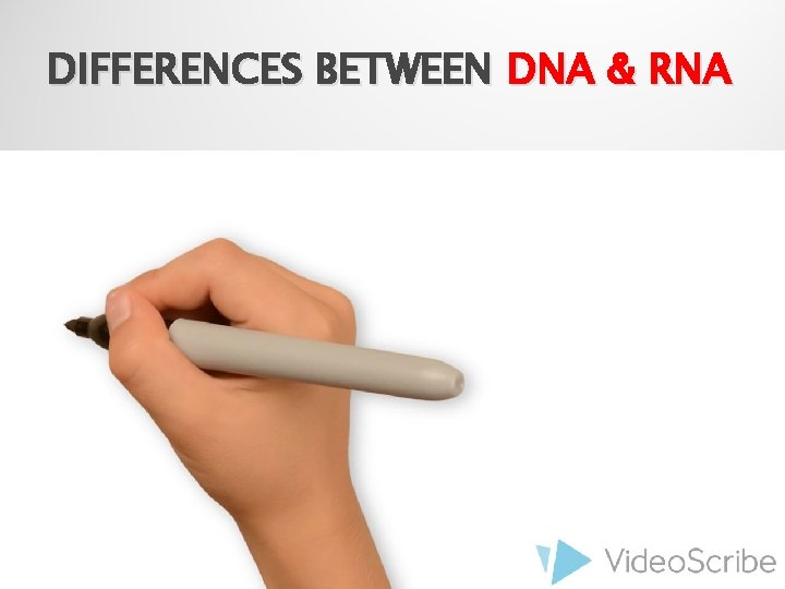 DIFFERENCES BETWEEN DNA & RNA 