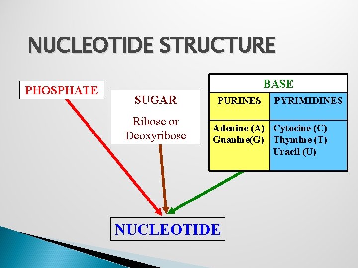 NUCLEOTIDE STRUCTURE PHOSPHATE BASE SUGAR Ribose or Deoxyribose PURINES PYRIMIDINES Adenine (A) Cytocine (C)