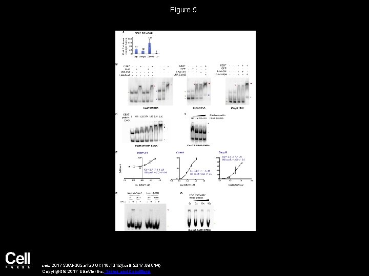 Figure 5 cels 2017 5368 -385. e 15 DOI: (10. 1016/j. cels. 2017. 09.