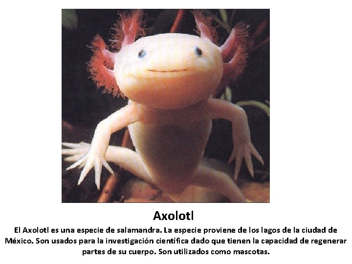 Axolotl El Axolotl es una especie de salamandra. La especie proviene de los lagos