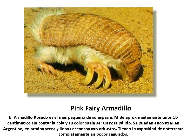 Pink Fairy Armadillo El Armadillo Rosado es el más pequeño de su especie. Mide