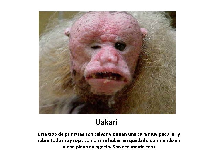 Uakari Este tipo de primates son calvos y tienen una cara muy peculiar y